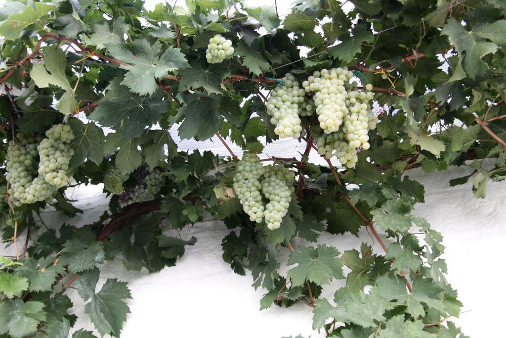 Il Trullo Di Giada E Mattia Vila Alberobello Exterior foto